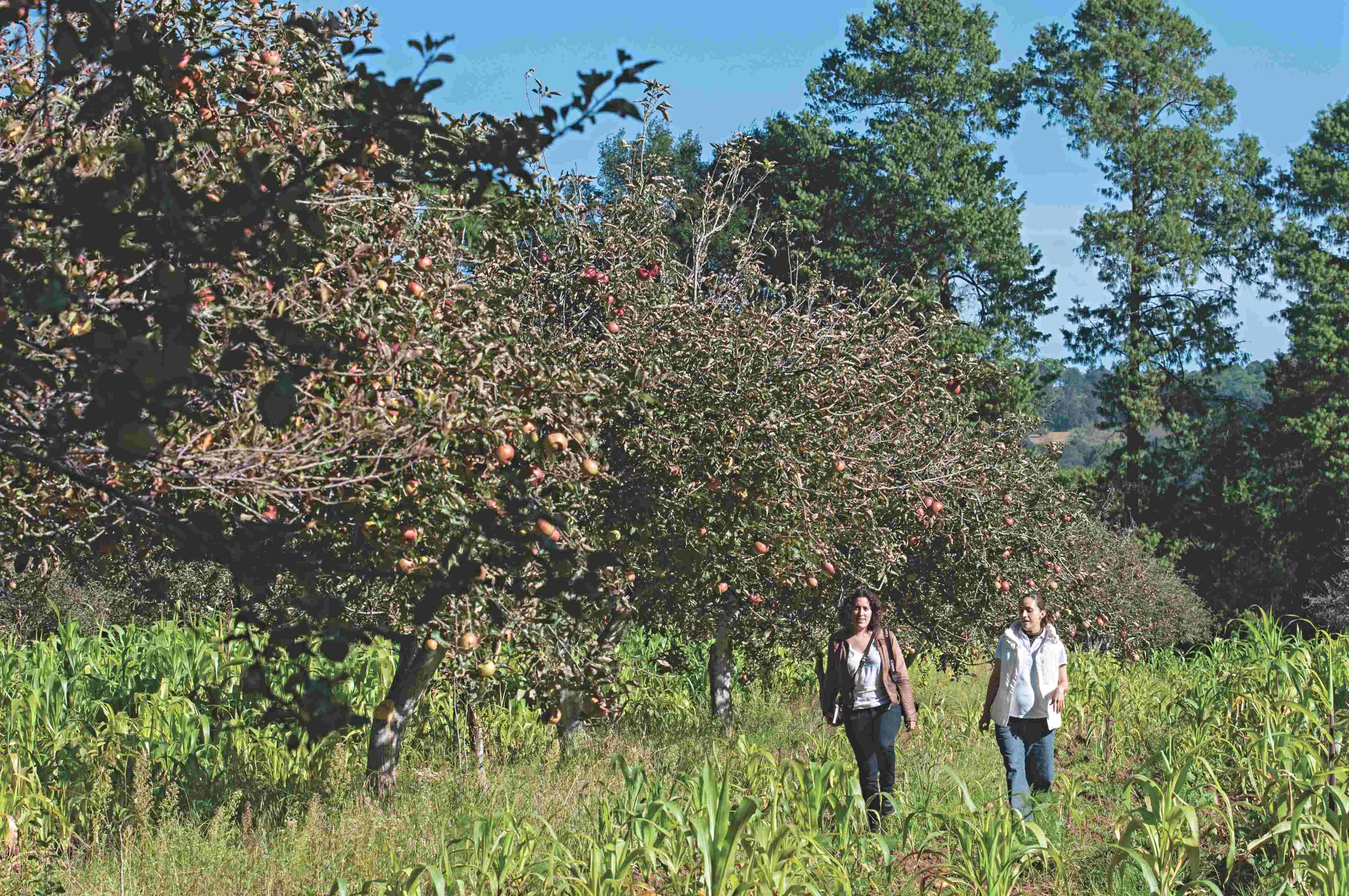 Sigue el tour de la Manzana en rancho El Mayab | Zacatlán ...