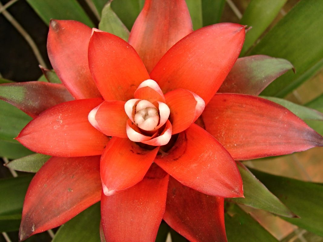Plantas ornamentales en Tenango de las Flores | Huauchinango